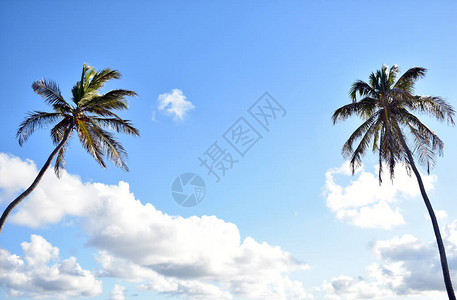 蓝天映衬下的绿色棕榈树图片
