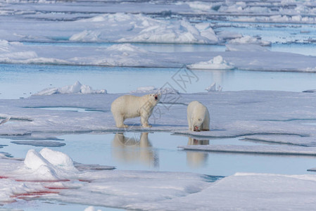 两只野生北极熊在斯瓦尔巴斯匹茨伯格岛图片