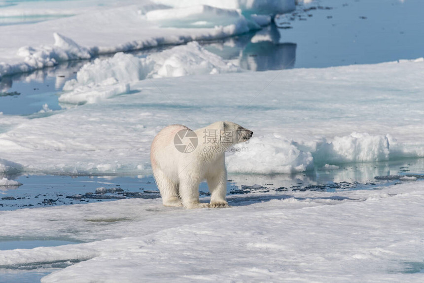 北极海中的湿北极熊在聚图片