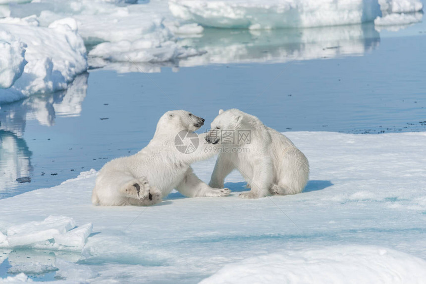 两只年轻的野生北极熊幼在斯瓦尔巴以北的极海图片