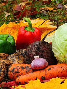 大自然中的秋季蔬菜图片