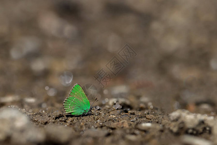 翡翠蝴蝶Callophrysrubi图片