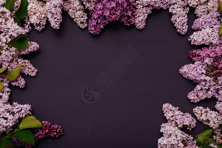 深色背景下盛开的丁香花图片