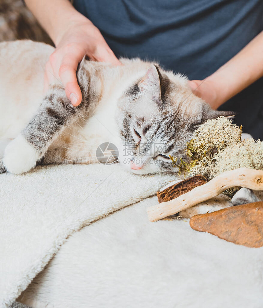 猫的肩肘关节按摩图片