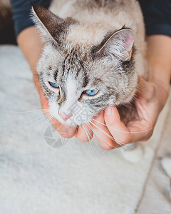 用你的指尖在猫的下巴和脖子上图片