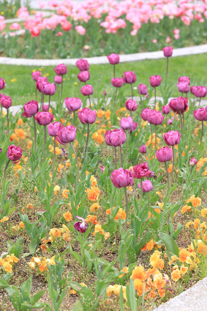 园区里有多彩的郁金香花朵背景图片