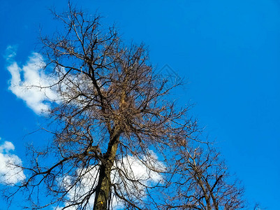 树枝的树枝没有叶子覆盖蓝色天空和白云背景图片
