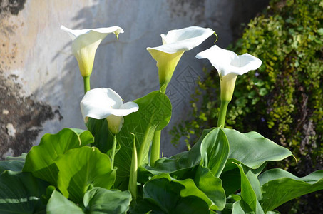 马蹄莲植物美丽的鲜白花和绿叶图片