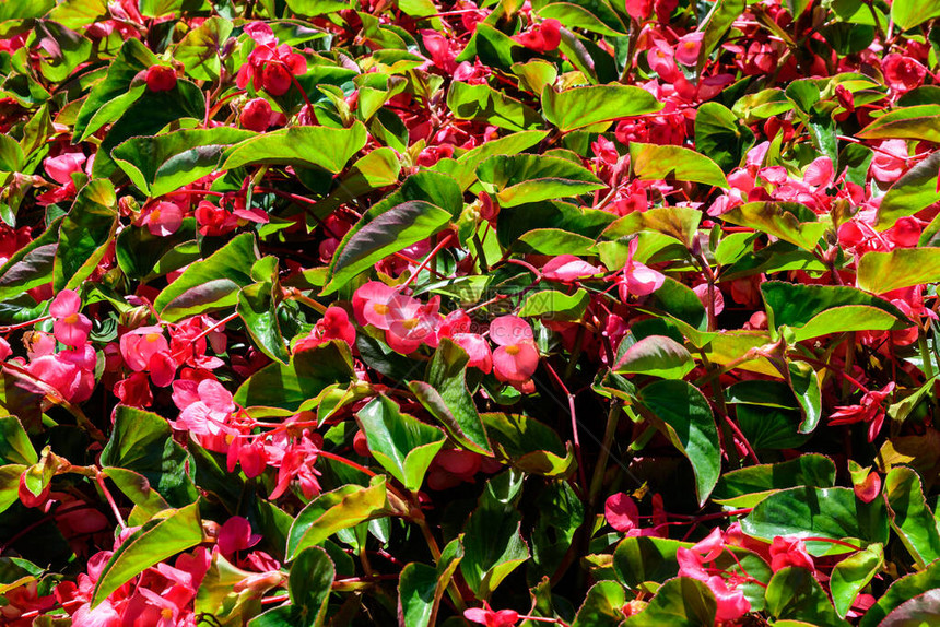 精致的小红秋海棠花与新鲜绿叶的特写图片