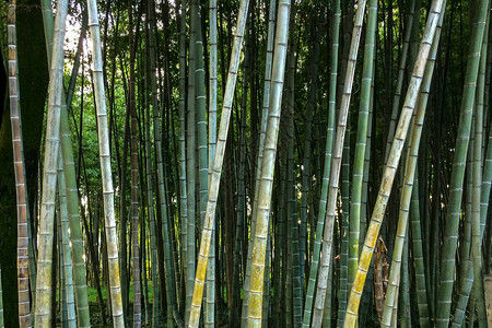 竹林的背景纹理绿色生长的森林图片