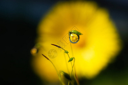 一朵款冬花倒映在苔藓上的一滴水里图片