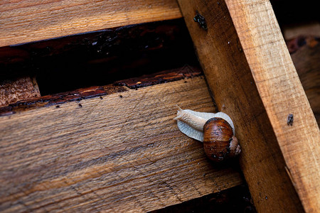 花园蜗牛爬在木质托盘上图片