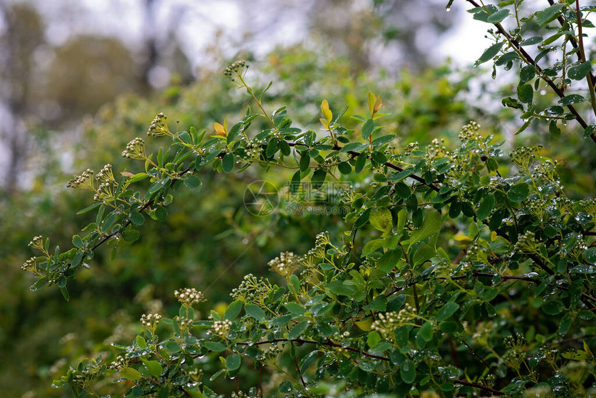 Spiraeanipponica雪铃下的绿叶在春雨的滴落下天然植物质地柔软图片