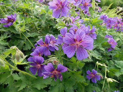 盛开的蓝紫色花园天竺葵与蜜蜂和大黄蜂的背景图片