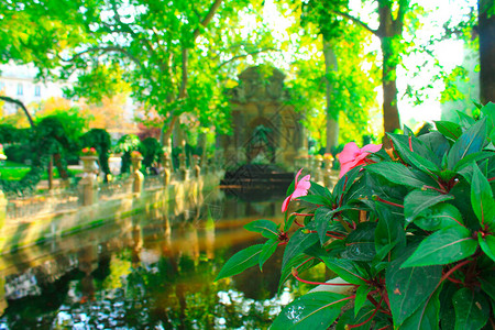 巴黎喷泉附近的美丽夏日花朵图片