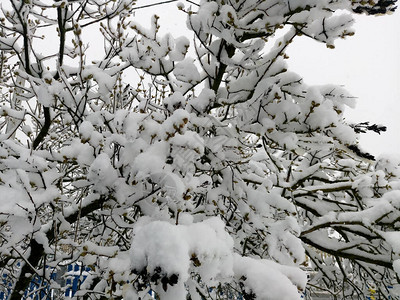 冬天的树枝上布满了雪图片