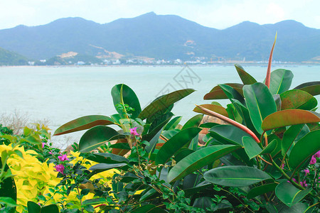 在亚洲山地和海洋背景下的大绿色叶越南NhaTrang图片
