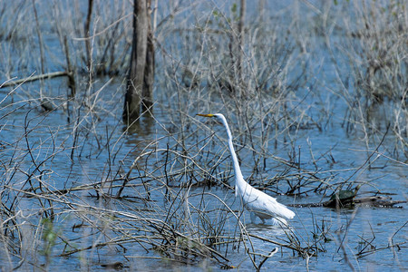 一只大白种人或Heron在湖底浅水中狩猎图片