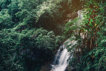 自然公园中流水的软水雨林中图片