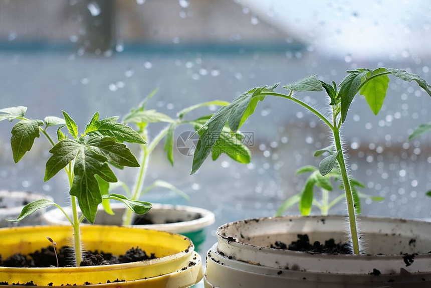 白色窗户上的花盆里的幼苗春季种植从家里窗台上的种子长出的早期幼图片