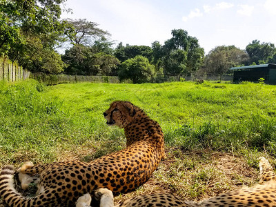 两只在非洲草地上拯救的豹子在大型猫科动物保护区图片