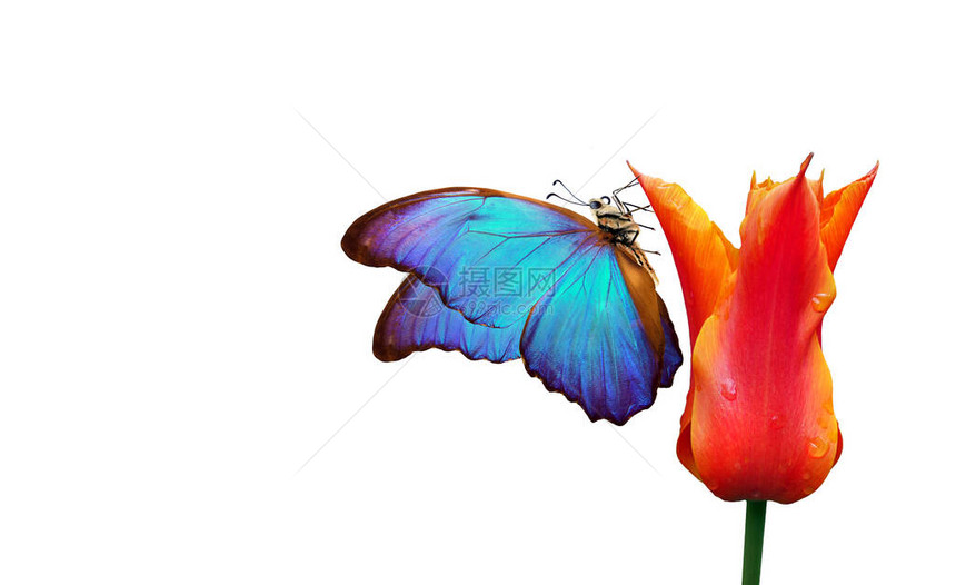 明亮的蓝色热带蝶上紫色郁金香在水滴上白色孤立复制空间一朵花上的图片