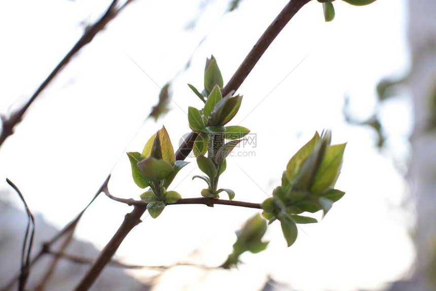 树枝上的嫩芽和绿叶图片