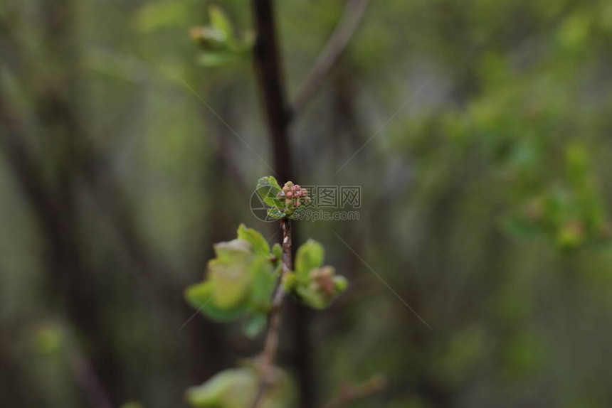 树枝上的嫩芽和绿叶图片