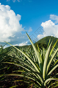 在阳光灿烂的夏季热带山丘上的菠萝田地景观图片