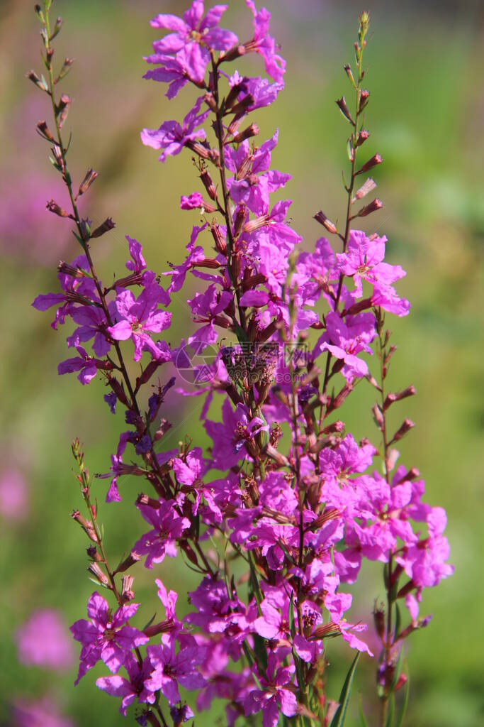 Chamaenerionangustifolium花在夏田开花天然茶产品特写草药开花在图片