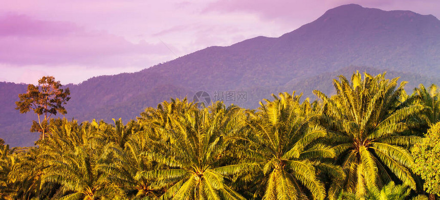 棕榈油种植园风景在黄昏热带山峰前图片