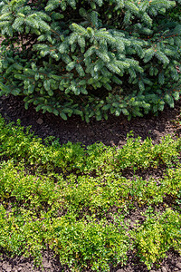 长青树枝下厨房菜园床的近轴直径在棕色土壤上种植新鲜绿色植图片