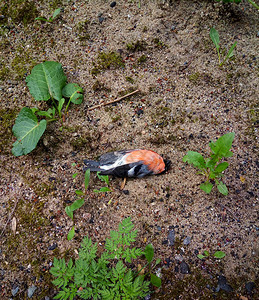 红腹灰雀躺在地上受伤的鸟图片