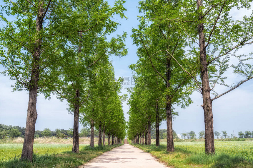 Metasequoia树在庆波生态水库公园的小通图片