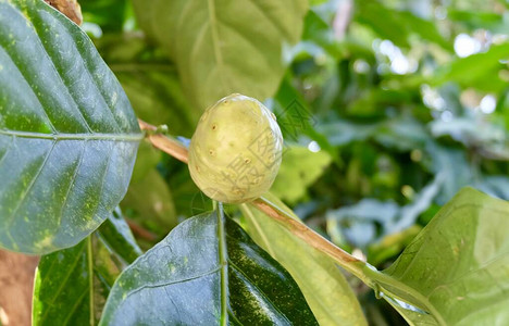 蔬菜和香草新鲜的诺丽果海巴戟大巴戟天印度桑椹沙滩桑葚或奶酪果图片