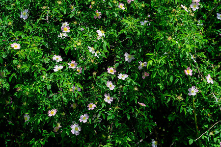 花园里种着新鲜的浅粉色玫瑰和绿叶的大绿灌木图片