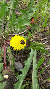 蜜蜂从黄色蒲公英花中采集花蜜图片