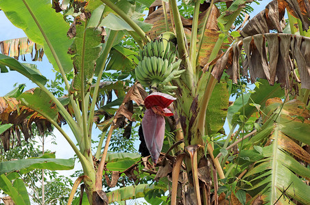 泰国热带香蕉树及其水果和炎密的热带香蕉树泰图片