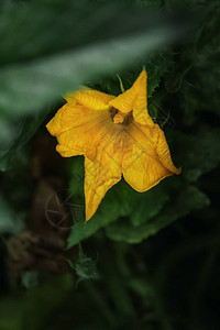 朱琴尼植物花朵和叶图片