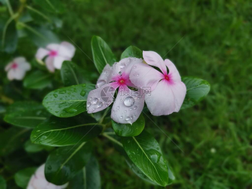 长春花近景图片