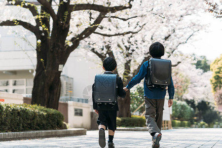 日本小学高年级学生和一年级学生在的樱背景图片