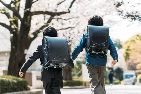 日本小学高年级学生和一年级学生在学校的樱背景图片