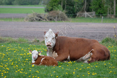 棕色和白色牛群Hereford母亲与小牛在牧羊人上图片