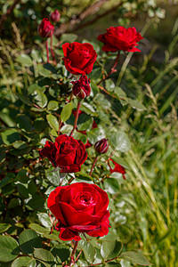 美丽的红玫瑰在春天开花图片