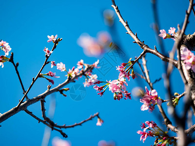 春天美丽的樱花樱花图片