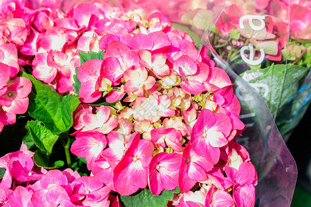 洋红色粉红色绣球花或霍滕西亚灌木在花盆中盛开图片