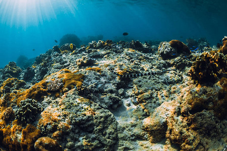 热带海洋中珊瑚和海蛇的水下场景图片