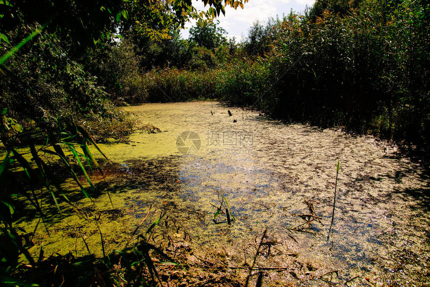 长满芦苇和藻类池塘池塘图片