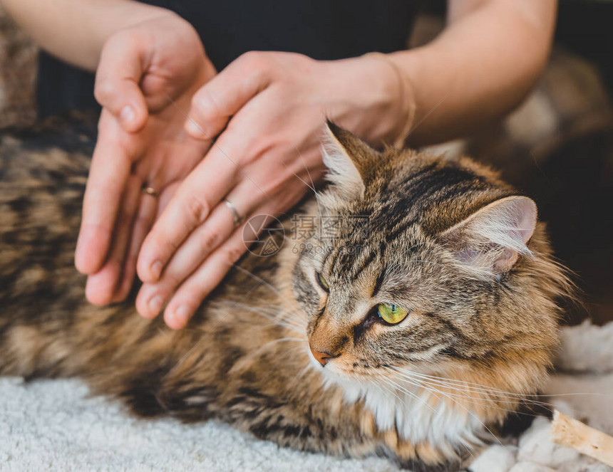 西伯利亚猫背后手掌的边缘图片