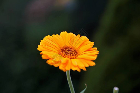 花园里射出的单株橙色金盏花图片